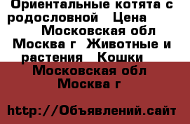 Ориентальные котята с родословной › Цена ­ 10 000 - Московская обл., Москва г. Животные и растения » Кошки   . Московская обл.,Москва г.